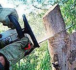Reliable Greenville, FL Tree Removal Solutions